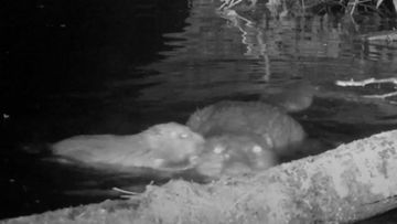 First baby beaver born in Exmoor in 400 years