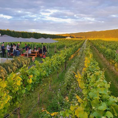 Moy Hall vineyard wairarapa region wellington new zealand