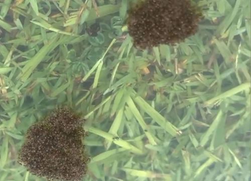 Fire ants can form floating rafts 