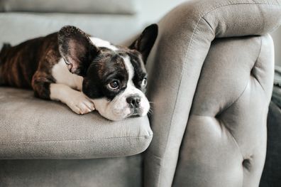A french bulldog laying on the sofa.