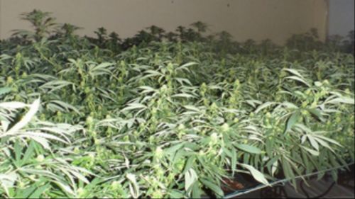 Three arrested after police discover more than 500 cannabis plants in Adelaide