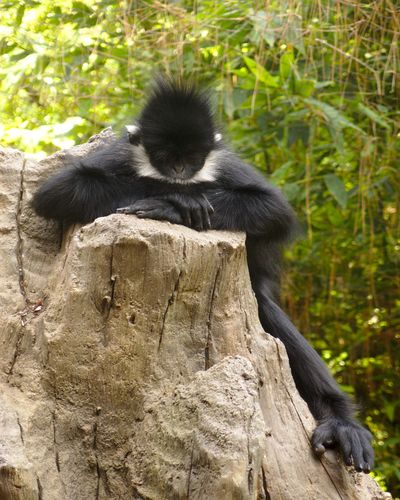 <strong>Francois' langur</strong>