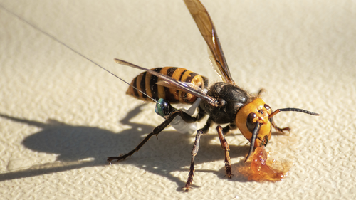 				An Asian giant hornet with a tracking device is shown in the photo provided by the Washington State Department of Agriculture on Thursday, Oct. 22, 2020, near Blaine, Washington.  These hornets are known to attack and destroy honeycombs.