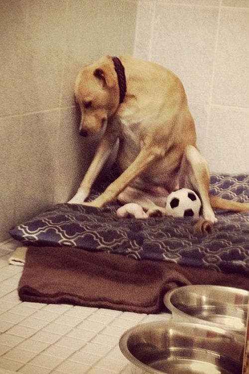 Photo of ‘world’s saddest dog’ goes viral