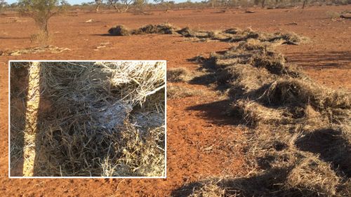 A close up of the alleged mould in the donated bale delivered to the Truss property in Queensland.