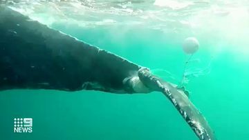 Originally found in distress this morning just off the Broadbeach surf, the young calf was spotted dragging a long fish net believed to have been picked up around Tasmania or Victoria.  