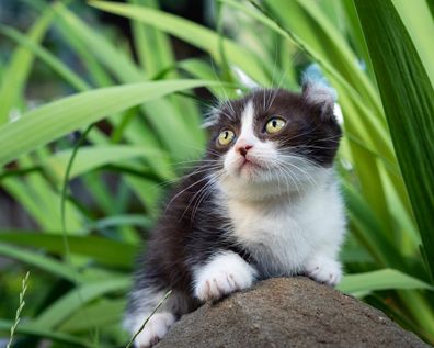 dwarf black and white cat kinkalow with short legs and curled back ears sits in the garden on a stone in summer