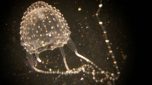 Irukandji jellyfish are found in tropical waters, stretching from Bundaberg in Queensland to Geraldton in Western Australia. 