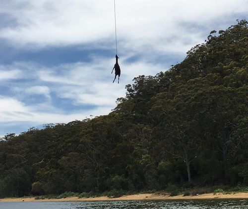 A local Sutherland Shire resident spotted the animal dangling from the Alford's Point Road bridge, which crosses the Georges River in Sydney's south.
