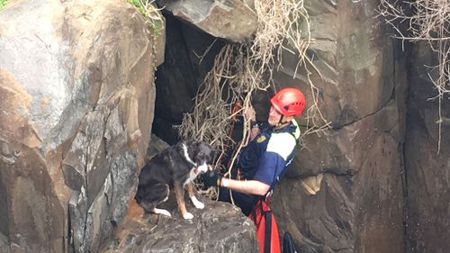 Pet dog saved from Tasmanian blow hole