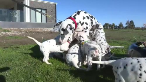 Proud mother Miley has broken Australian records with her litter...