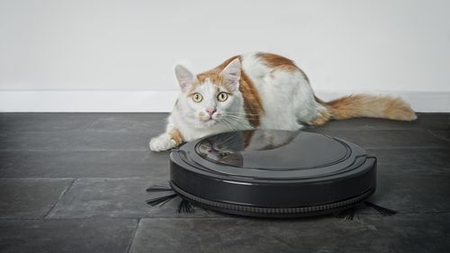 Cat with robot vacuum cleaner