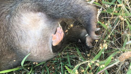The baby wombat's mother died after being hit by a car. (9NEWS)