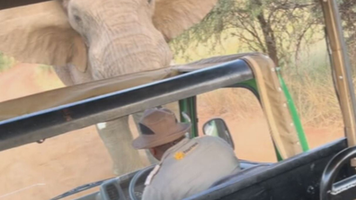 Elephant safari attack