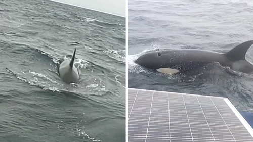 The orcas made quick work of the sailboat's rudder.