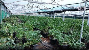 Queensland Police uncovered six greenhouses containing 2284 cannabis plants and more than 6.9 kilos of dried cannabis at a rural property in Gunalda north of Gympie.