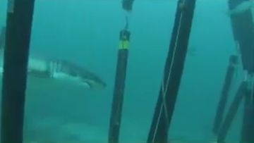 9RAW: Sharksafe barrier claims '100 percent' success deterring sharks