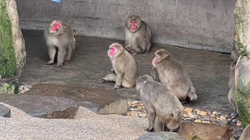 Monkeys in City Park, Launceston. 