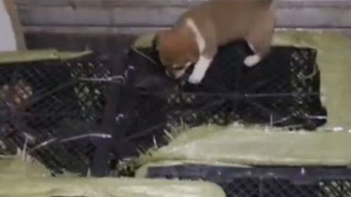 Puppies were placed in airtight boxes in anticipation of being sent in the mail.