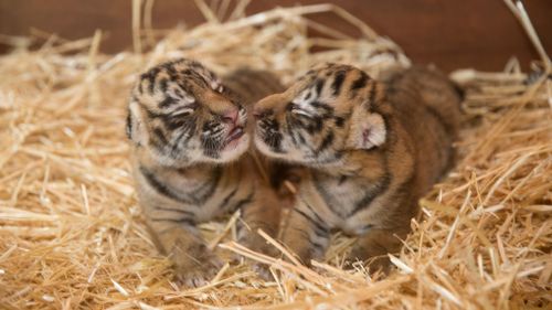 The cubs are yet to be named. (Image courtesy of Dreamworld)