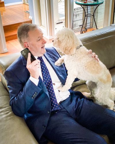 Anthony Albanese with Toto