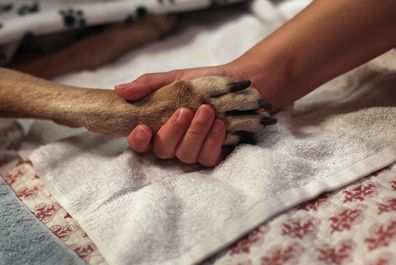 <<enter caption here>> on May 9, 2012 in New York City. Old dog holding hands with owner