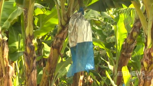 The destructive fungal disease attacks the plant. (9NEWS)