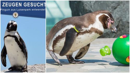 Penguin snatched from German zoo