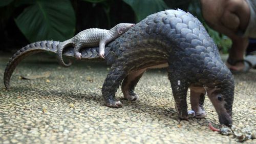 Pangolins are endangered species, but also valuable on the Chinese black market.