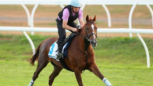 Red Cadeaux in training on Monday. (Getty Images)