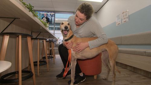 Ruby the greyhound was able to be treated by using gap only pet insurance.