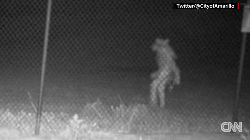 Texas zoo asking people to help identify mysterious figure captured on camera. 