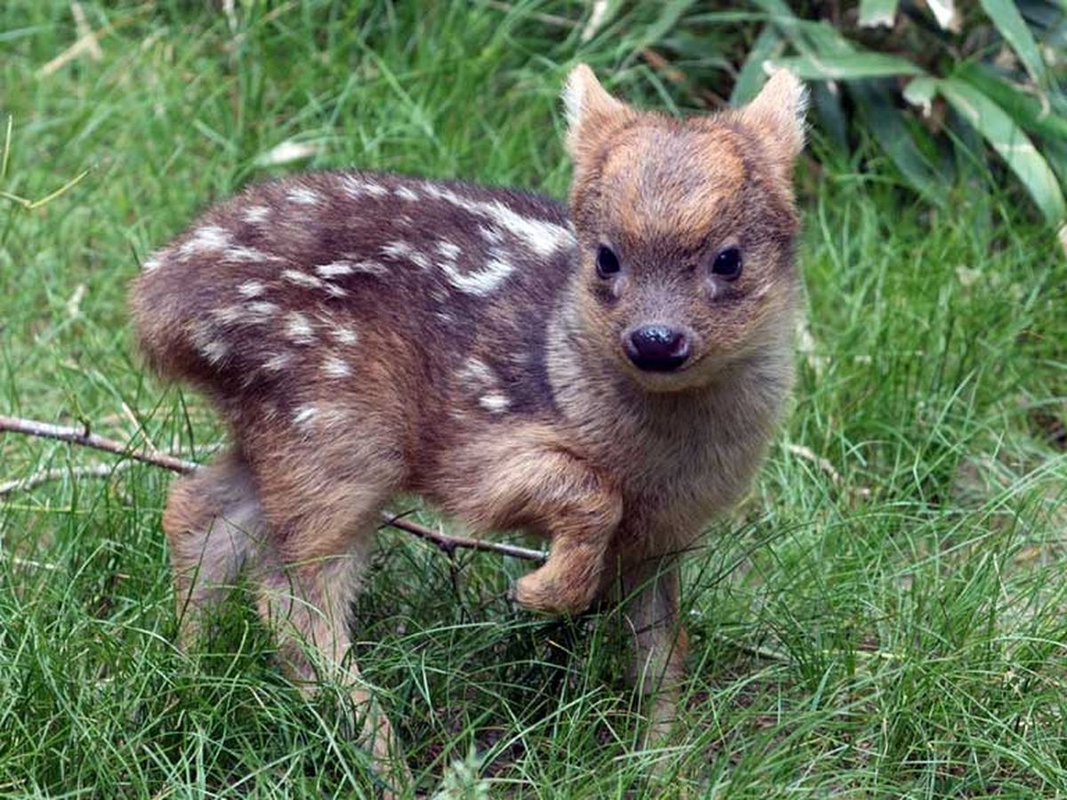 pudu
