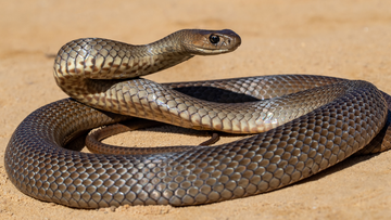 Eastern Brown snakes are found across the eastern half of Australia, excluding Tasmania.