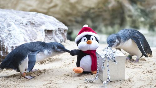 Sydney Aquarium is open on Christmas Day