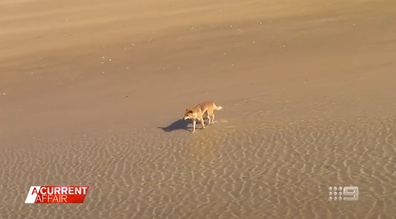 A woman was running along Orchid Beach at 9am when the dingo attack happened, forcing her into the water. 