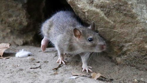 Les populations de rats sont en augmentation à New York.