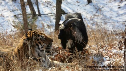 Brave goat and endangered captive tiger have become almost inseparable