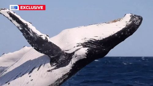 An estimated 30,000 humpbacks will migrate north for the winter.