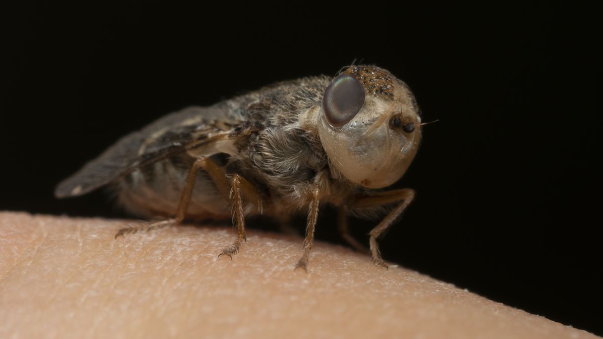 Sheep Nasal Bot Fly - Oestrus ovis 