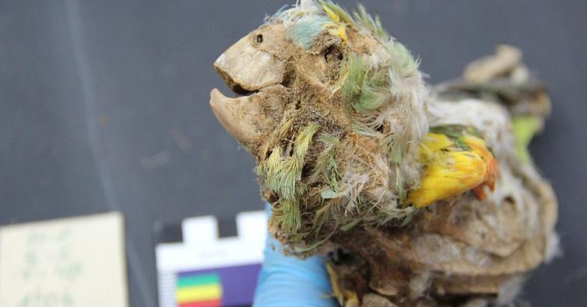 these-ancient-americans-mummified-parrots-no-one-knows-why