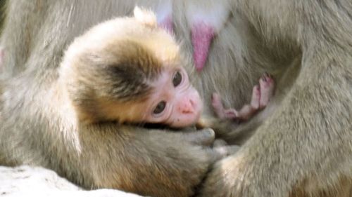 Japanese mayor urges zoo to keep 'Charlotte' as name of newborn monkey