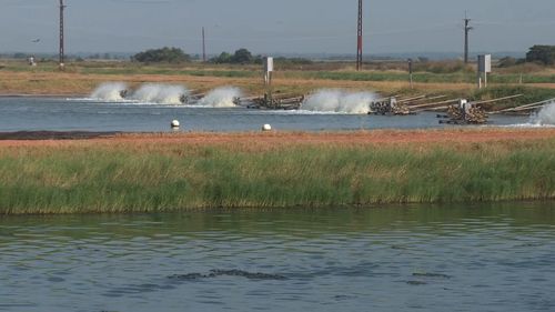 Australia's largest producer of barramundi has received a $7.18 million boost from the Federal Government. Picture: 9NEWS.