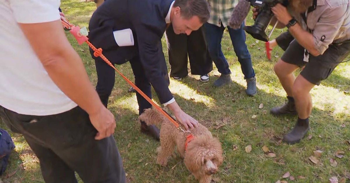 New rules will make it easier for tenants to have pets in NSW