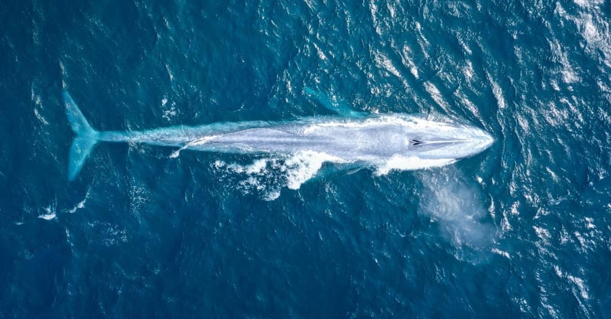 Blue whale spotted off Sydney coast in &#39;extremely rare&#39; sighting