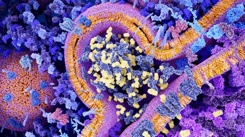 Engineered receptors on the surface of a T-lymphocyte bind specifically to CD19-antigen  molecules.