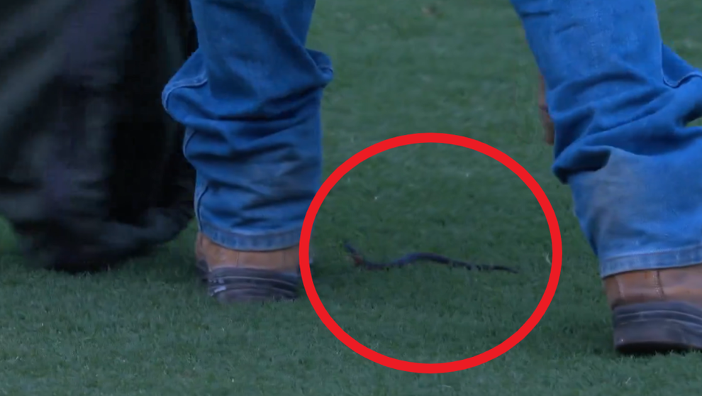 A snake was caught in Blacktown, as mayhem occured before the match.