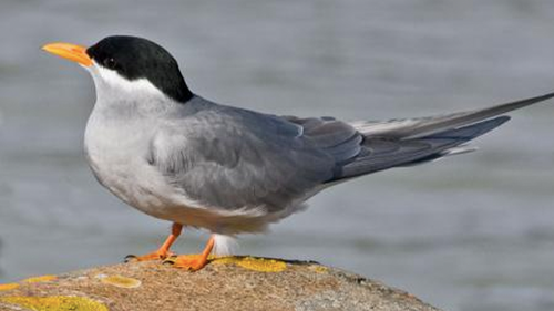 File picture of a black-fronted tern.