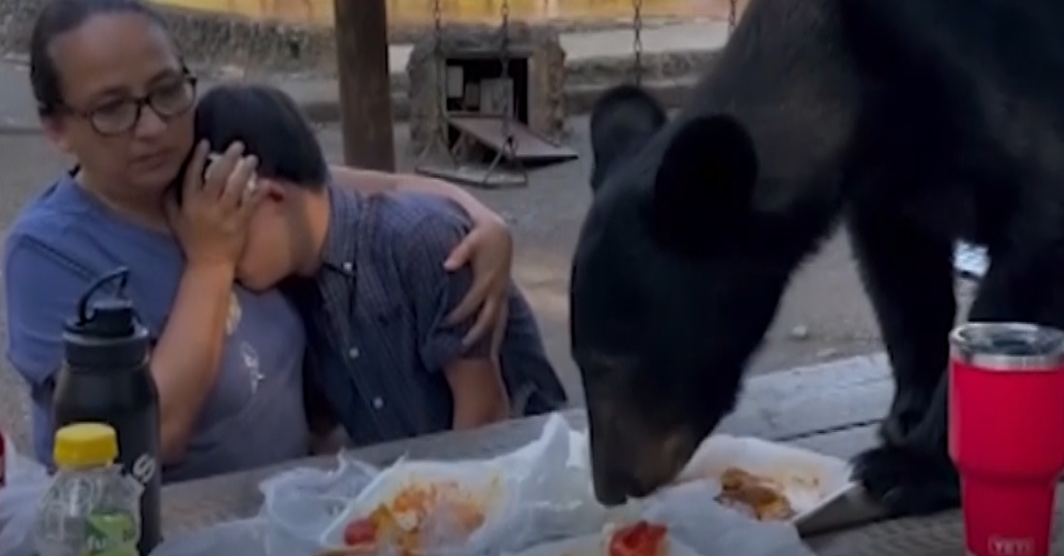 Mexico bear: Mother bravely shields son as bear leaps on table to devour  tacos and enchiladas