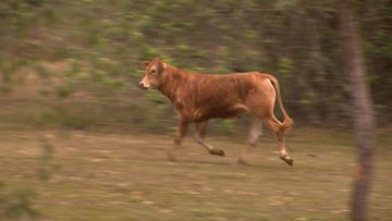 Three rogue cows have caused a headache for police after escaping from a paddock in Brisbane&#x27;s north last night. The animals wandered into people&#x27;s backyards and onto a busy motorway causing traffic congestion at Bridgeman Downs.